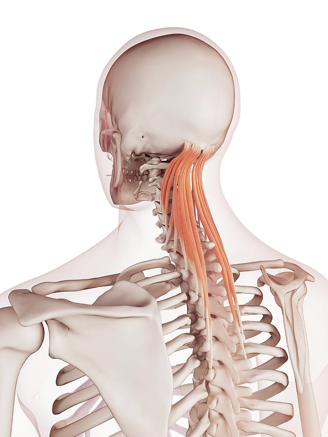 Human Neck Muscles Photograph by Sebastian Kaulitzki/science Photo ...