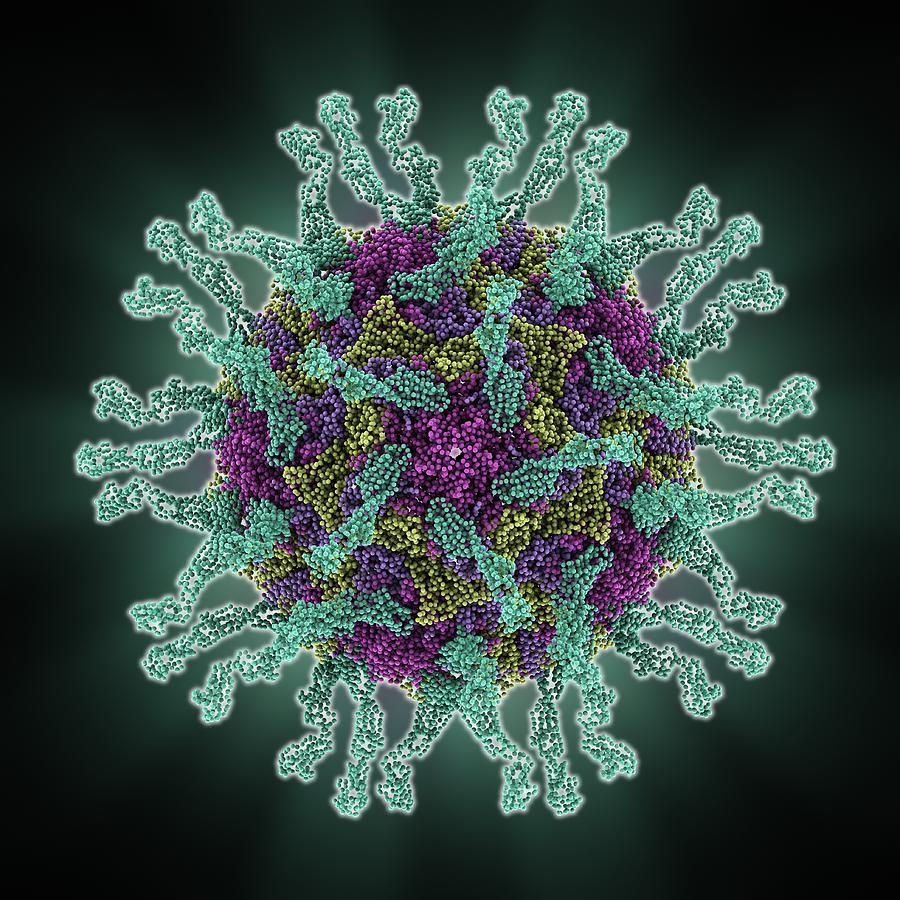 Polio Photograph - Human poliovirus, molecular model #3 by Science Photo Library