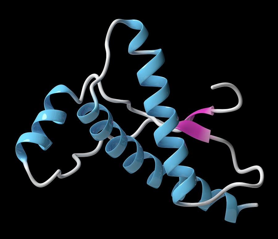 Human Prion Protein Molecule Photograph by Molekuul/science Photo Library