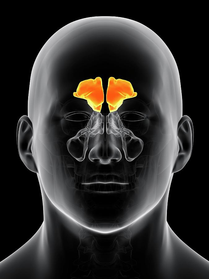 Human Sinuses Photograph by Sebastian Kaulitzki/science Photo Library ...