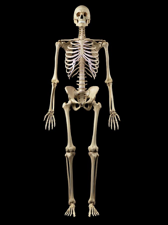 Human Skeleton Photograph by Sciepro - Fine Art America