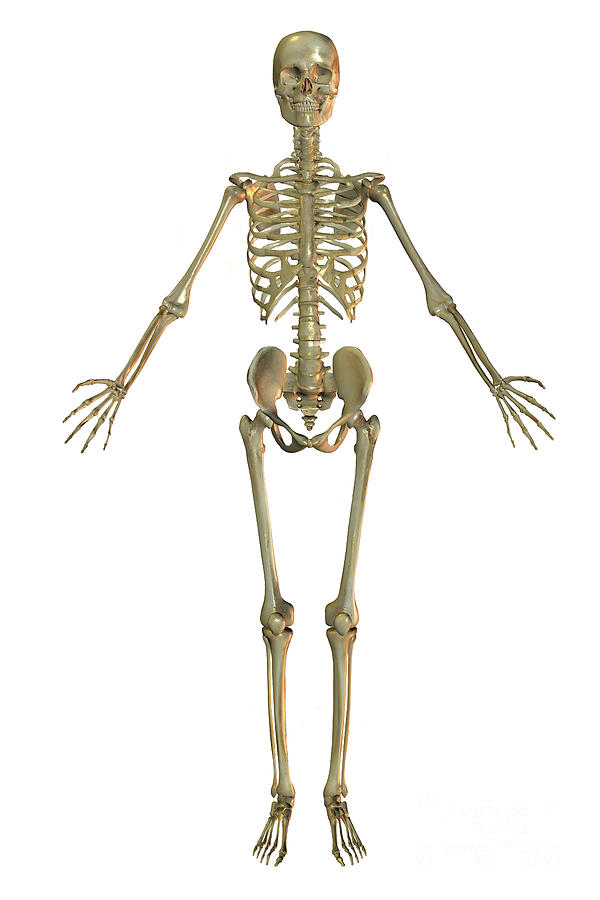 Human Skeleton #3 Photograph by Scott Camazine
