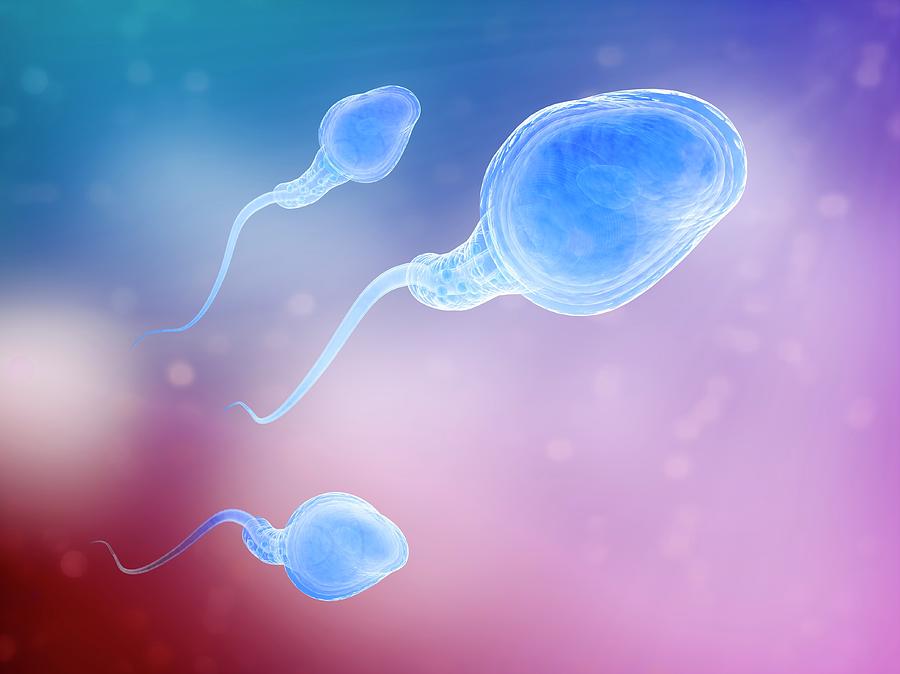 Human Sperm Cells Photograph By Andrzej Wojcickiscience Photo Library 7530