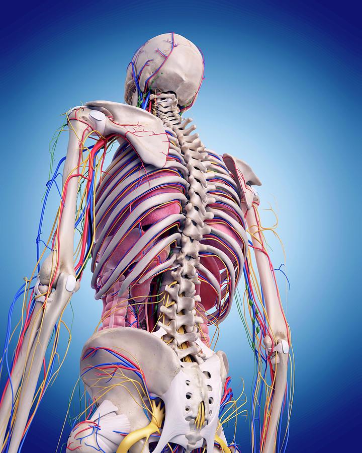 Human Spine Anatomy Photograph by Sebastian Kaulitzki/science Photo ...