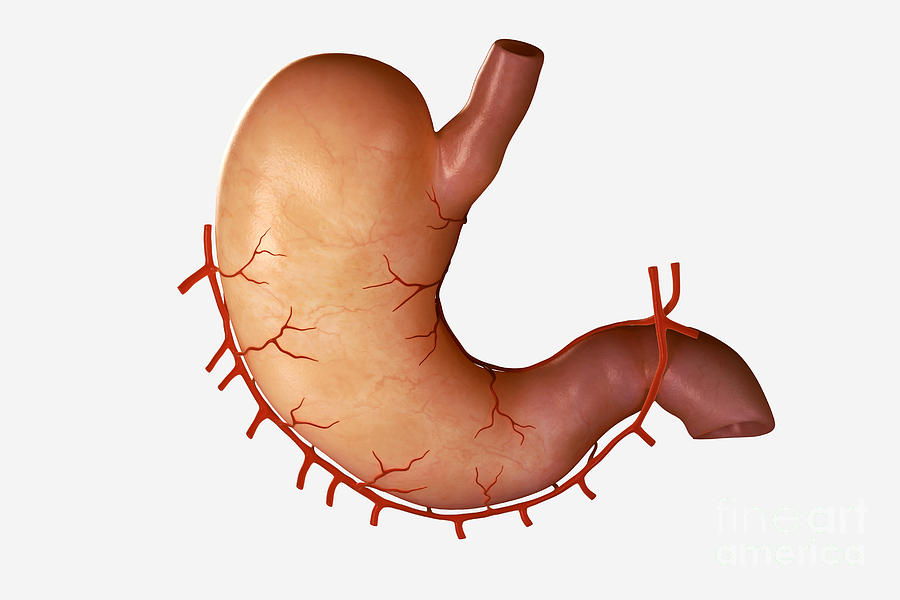 Stomach Photograph - Human Stomach #3 by Science Picture Co