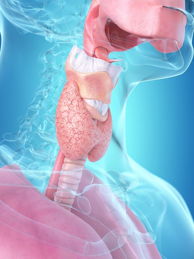 Illustration Photograph - Human Throat #3 by Sciepro
