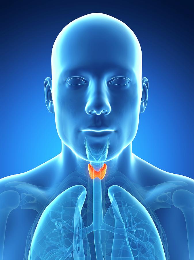 Human Thyroid Gland #3 Photograph by Sebastian Kaulitzki - Pixels