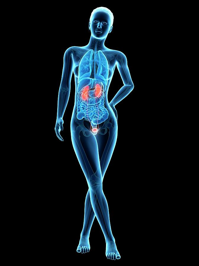 Illustration Photograph - Human Urinary System #3 by Sebastian Kaulitzki