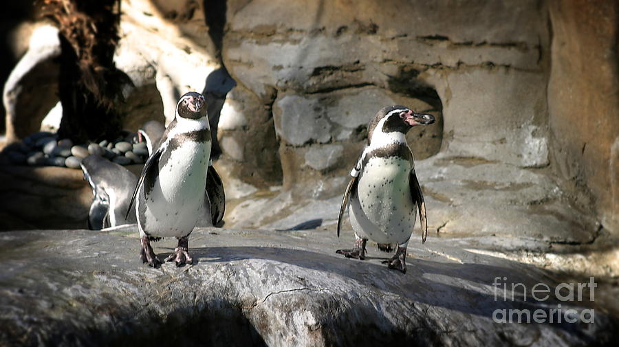 Humboldt Penguin Photograph