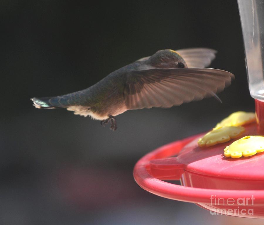 Hummingbird Annas In Flight #3 Photograph by Jay Milo