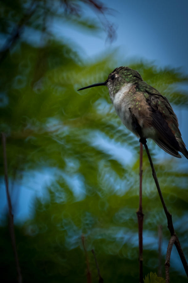 Hummingbird #3 Photograph by Ernest Echols