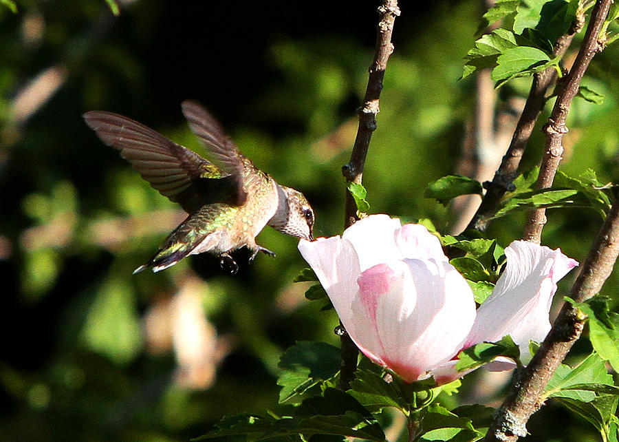 Hummingbird #3 Photograph by John Freidenberg