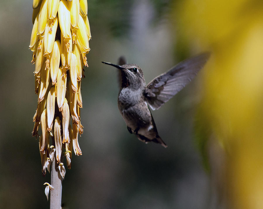 Hummingbird Photograph - Hummingbird #3 by Tam Ryan