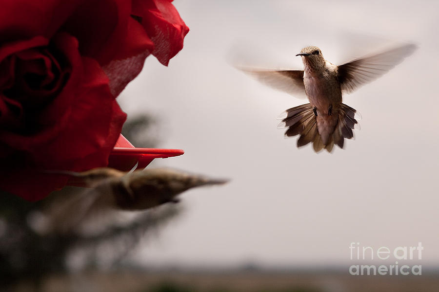 Hummingbirds at Feeder #3 Photograph by Cindy Singleton