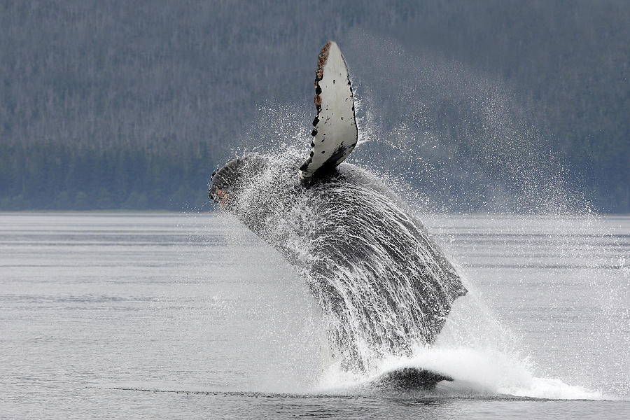 Humpback Whale Breaching #3 Photograph by M. Watson