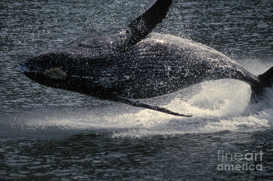 Wildlife Photograph - Humpback Whale Breaching #3 by Ron Sanford