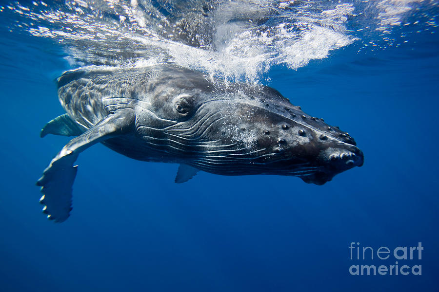 Humpback Whale Calf #3 Photograph by David Fleetham