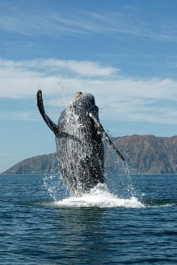 Nature Photograph - Humpback Whale #3 by Christopher Swann/science Photo Library