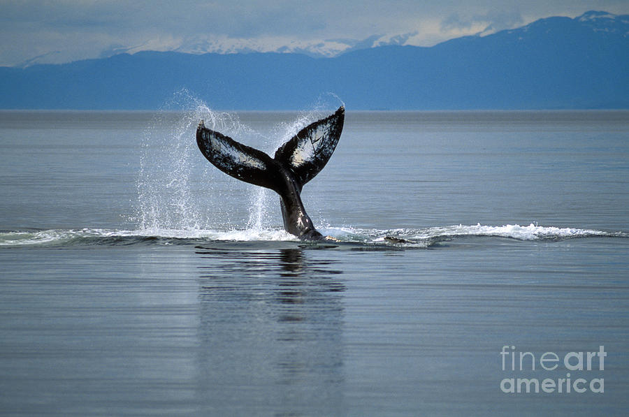 Humpback Whale Fluke #3 Photograph by Ron Sanford