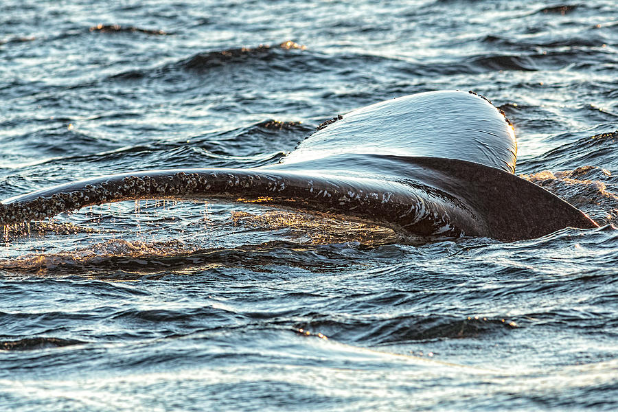 Humpback Whale Lobtailing #3 Photograph by Perla Copernik