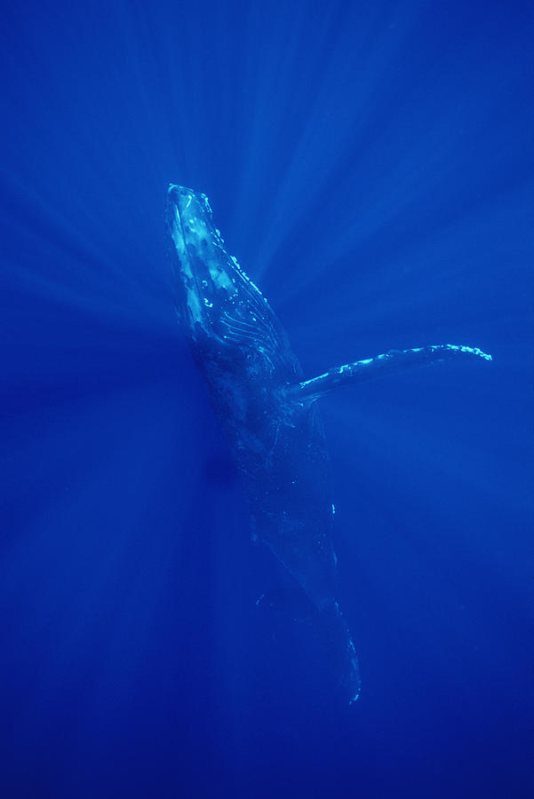 Humpback Whale  Maui Hawaii #3 Photograph by Flip Nicklin