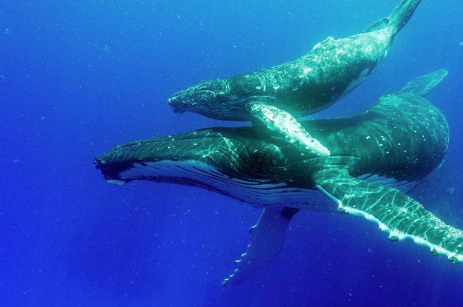 Humpback Whale Mother And Calf Photograph by Christopher Swann/science Photo Library