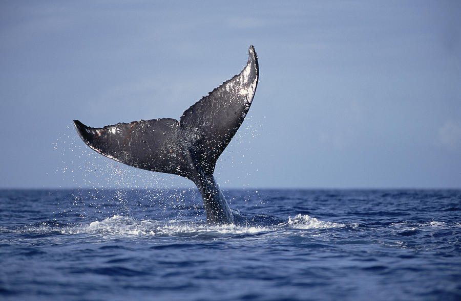 Humpback Whale Tail Lobs Maui Hawaii #3 Photograph by Flip Nicklin