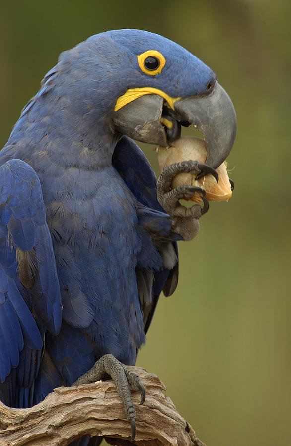 Hyacinth Macaw Eating Piassava Palm Nuts #3 Photograph by Pete Oxford