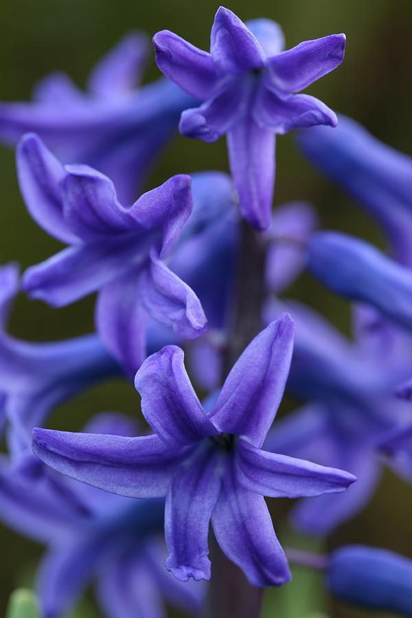 Spring Photograph - Hyacinth #3 by Mark Severn