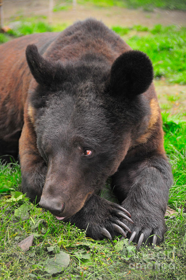 Hybrid Brown  Asian Black Bear #3 Photograph by Mark Newman