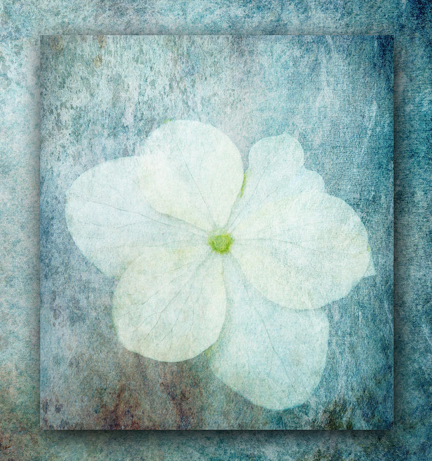 Flowers Still Life Photograph - Hydrangea #3 by Lynn Bolt