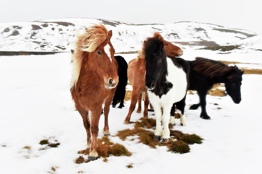 Icelandic Horses #3 Photograph by Dr P. Marazzi