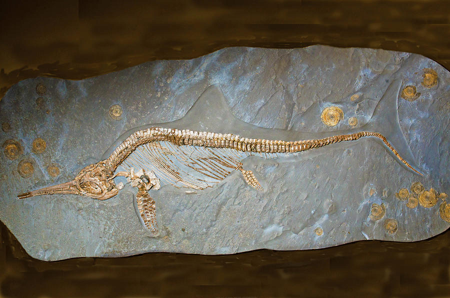 Ichthyosaur Fossil #3 Photograph by Millard H. Sharp
