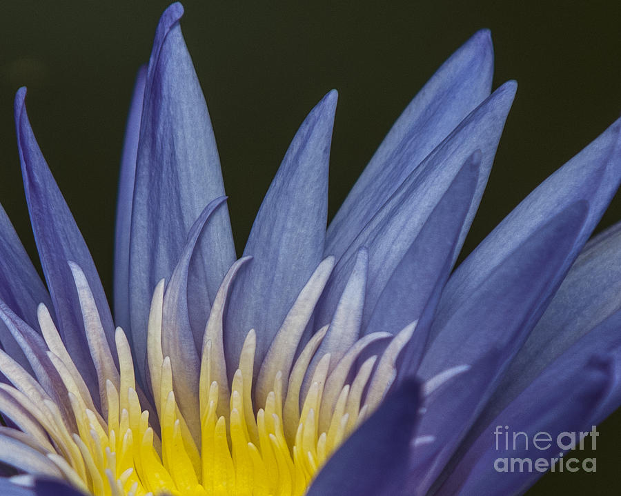 Water Lily Photograph - Icy Blue - Electric Yellow by Lauren Brice