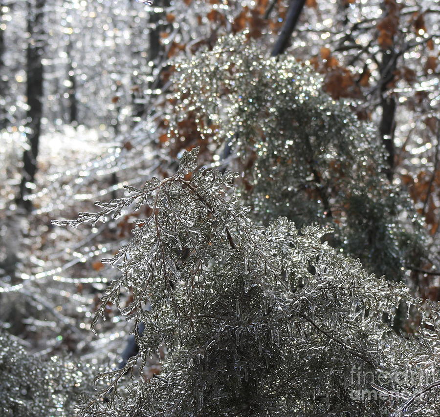 Icy Woodland #3 Photograph by Fred Sheridan