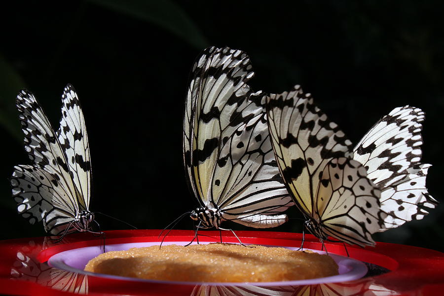 3 Idea Leuconoe Butterflies Feeding Photograph by Akurashashin