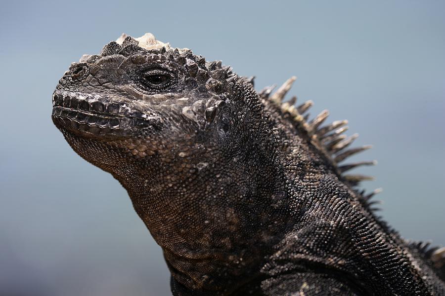 Iguana Marina, Amblyrynchus Cristatus Photograph by David Santiago ...