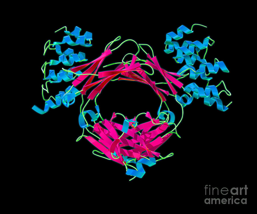 Science Photograph - Immunoglobulin E, Antibody #3 by Evan Oto