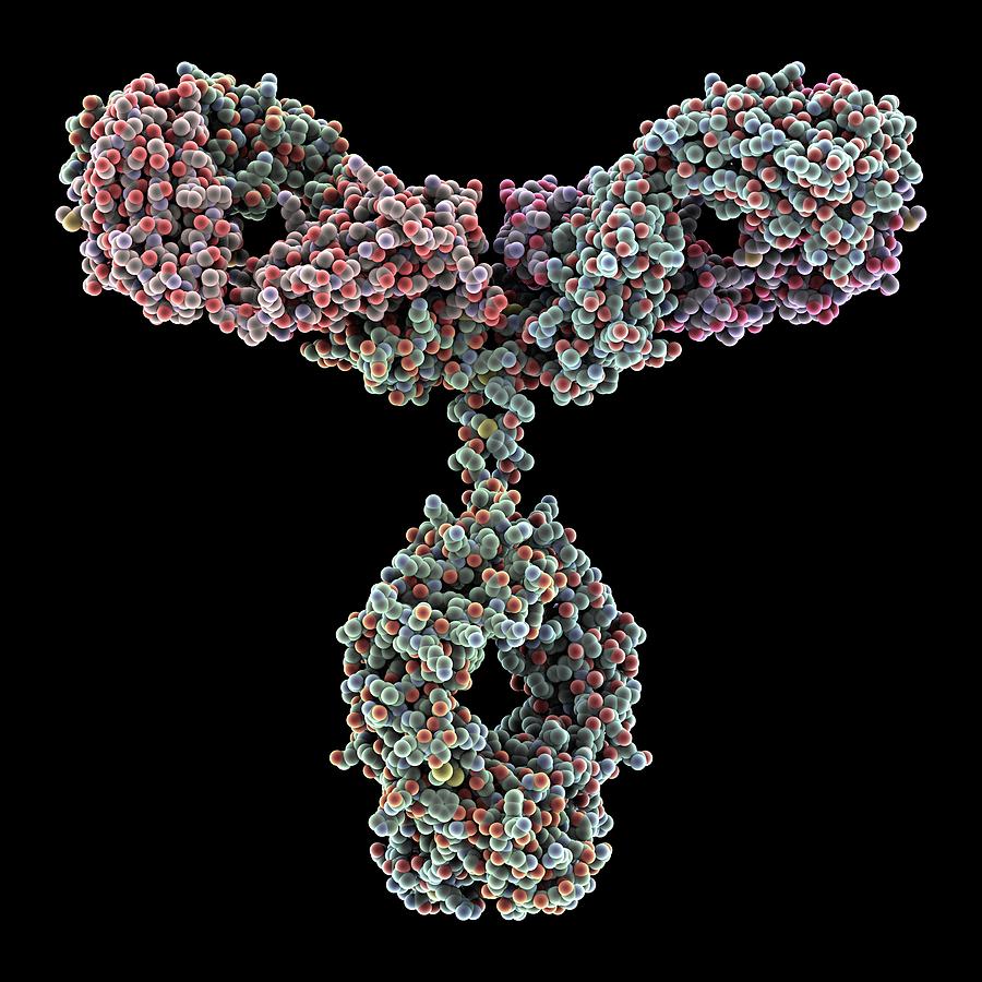 Immunoglobulin G Antibody Molecule #3 Photograph by Alfred Pasieka