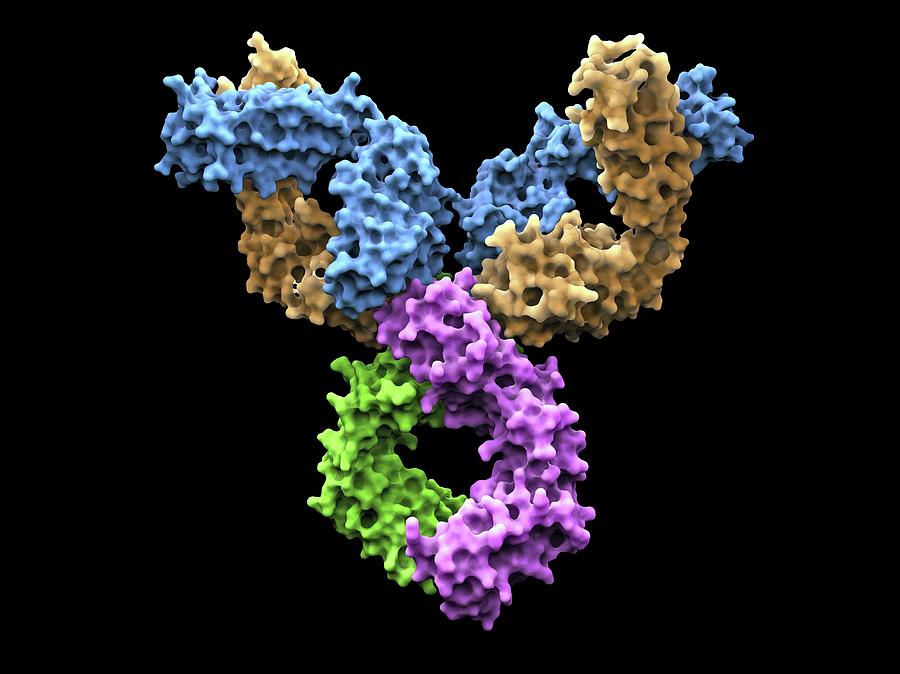 Immunoglobulin G Antibody Molecule #3 Photograph by Alfred Pasieka/science Photo Library