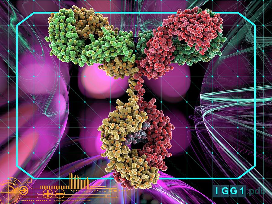 Immunoglobulin G Antibody Molecule #3 Photograph by Laguna Design/science Photo Library