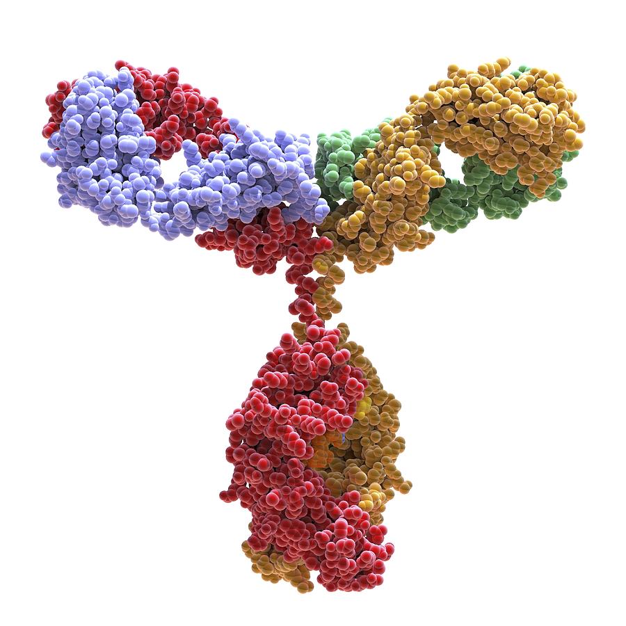 Immunoglobulin G antibody molecule Photograph by Science Photo Library