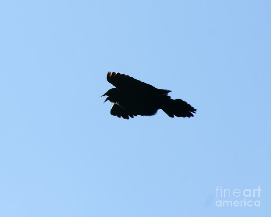 Bird Photograph - Blackbird Fly   by Neal Eslinger