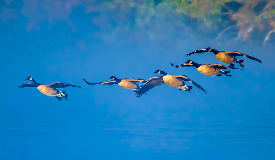 Incoming Geese Photograph by Brian Stevens