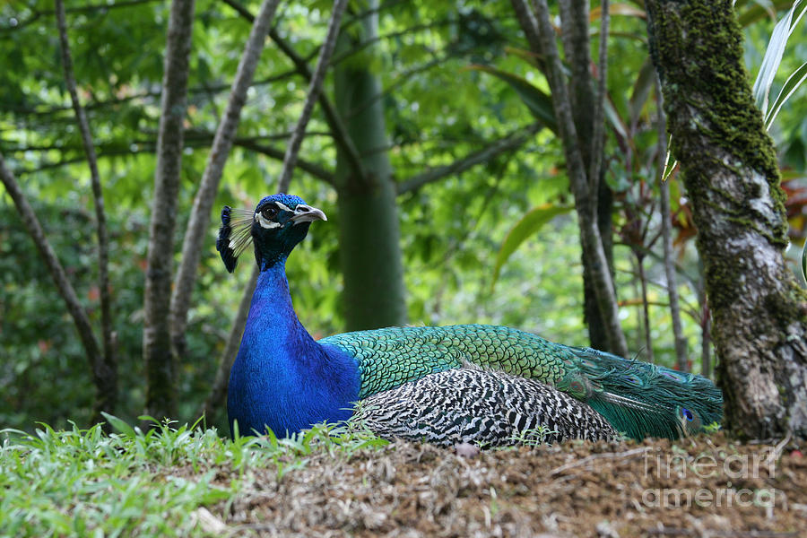 Indian Blue Peacock #1 Photograph by Sharon Mau
