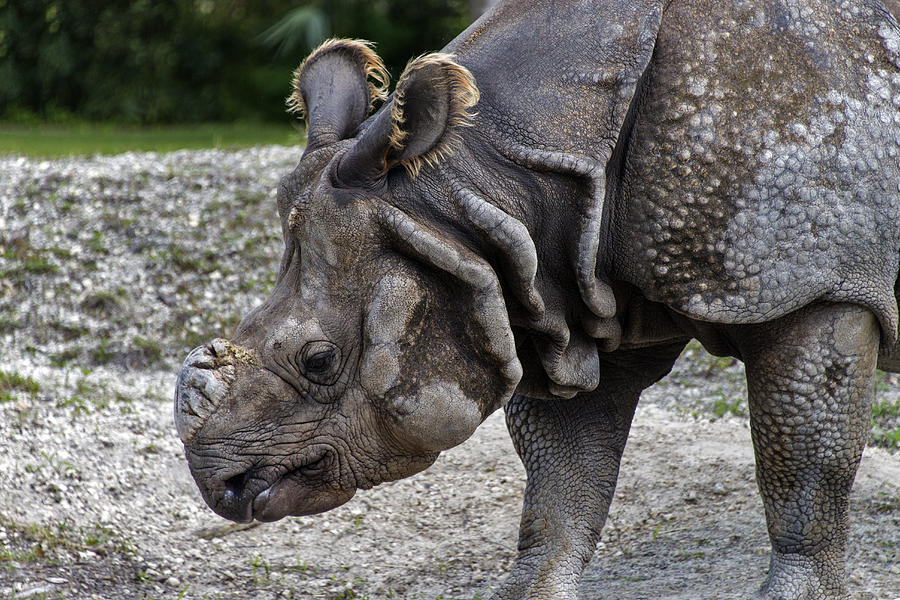 Indian Rhinoceros #3 Photograph by Mark Newman