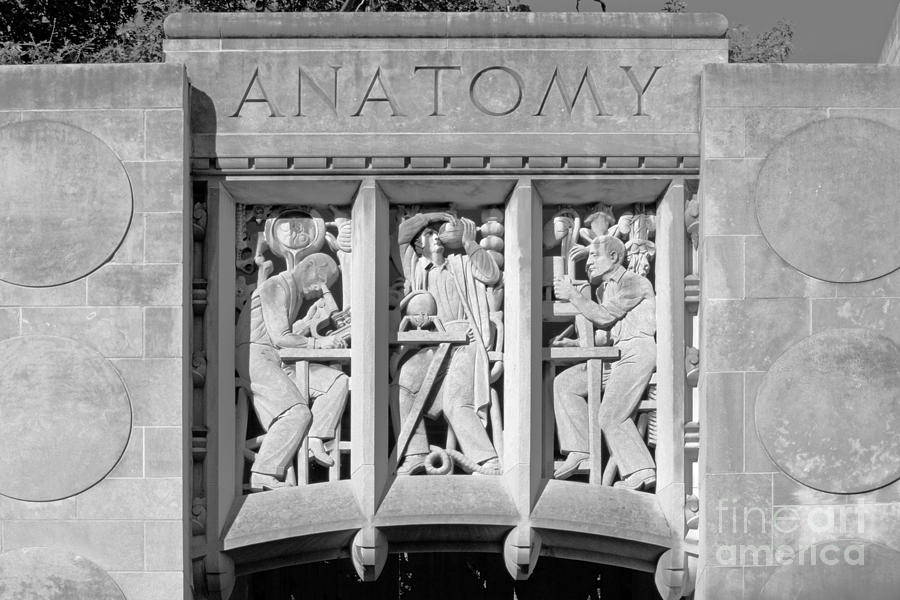 Indiana University Myers Hall Anatomy Photograph by University Icons