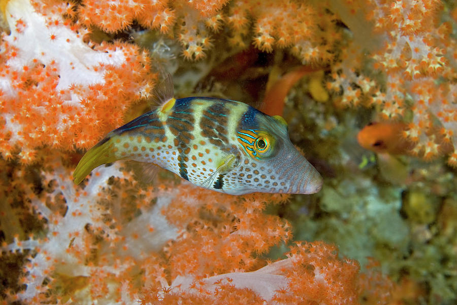 Indonesia, Papua, Raja Ampat Photograph By Jaynes Gallery - Pixels