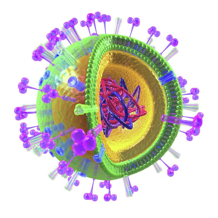 influenza virus diagram for kids