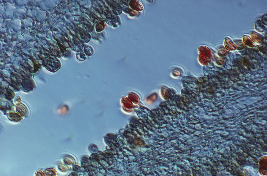 Ink Cap Mushroom #3 Photograph by Biology Pics